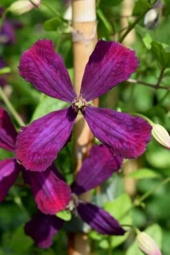 Sweet Summer Love Clematis - 1 Gallon Pot -Flowers World Shop clematis sweet summer love 7