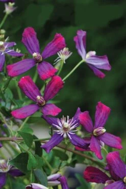 Sweet Summer Love Clematis - 1 Gallon Pot -Flowers World Shop clematis sweet summer love 8