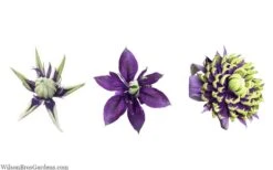 Taiga Clematis - 2 Gallon Pot 17 Taiga Clematis - 2 Gallon Pot -Flowers World Shop clematis taiga 24 2