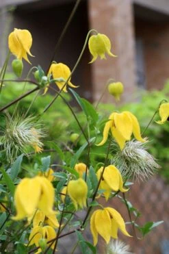 Tangutica Yellow Clematis - 1 Gallon Pot 19 Tangutica Yellow Clematis - 1 Gallon Pot -Flowers World Shop clematis tangutica 1