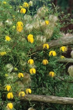 Tangutica Yellow Clematis - 1 Gallon Pot 16 Tangutica Yellow Clematis - 1 Gallon Pot -Flowers World Shop clematis tangutica 4