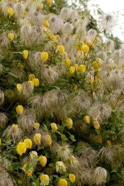Tangutica Yellow Clematis - 1 Gallon Pot 15 Tangutica Yellow Clematis - 1 Gallon Pot -Flowers World Shop clematis tangutica flowers and seedheads