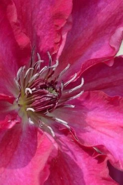 Garland Tekla Clematis - 1 Gallon Pot -Flowers World Shop clematis tekla 1