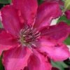 Garland Tekla Clematis - 1 Gallon Pot -Flowers World Shop clematis tekla 2