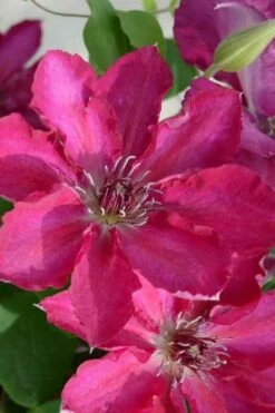 Garland Tekla Clematis - 1 Gallon Pot -Flowers World Shop clematis tekla 3