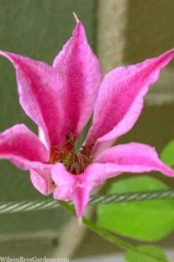 Duchess Of Albany Clematis - 1 Gallon Pot -Flowers World Shop clematis texensis duchess of albany 13