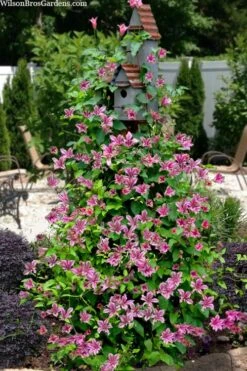 Duchess Of Albany Clematis - 1 Gallon Pot -Flowers World Shop clematis texensis duchess of albany 15