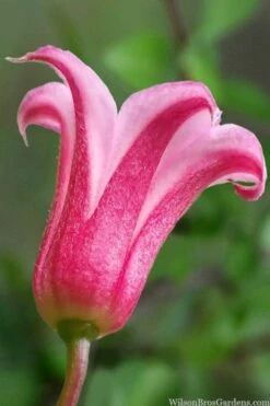 Duchess Of Albany Clematis - 1 Gallon Pot