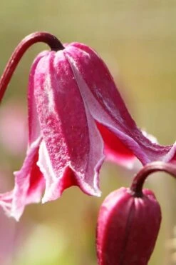 Etioile Rose Clematis - 1 Gallon Pot 12 Etioile Rose Clematis - 1 Gallon Pot -Flowers World Shop clematis texensis etoile rose 1