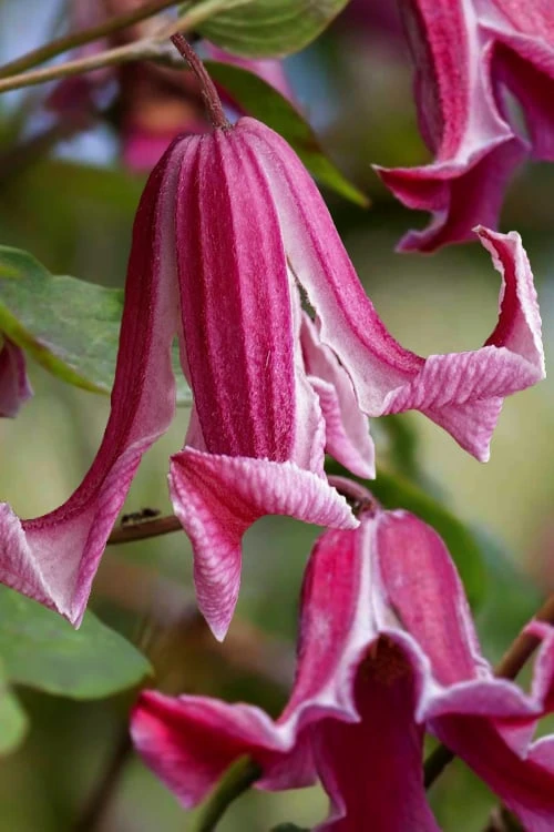 Etioile Rose Clematis - 1 Gallon Pot 3 Etioile Rose Clematis - 1 Gallon Pot