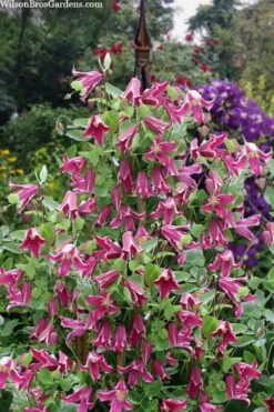 Etioile Rose Clematis - 1 Gallon Pot 13 Etioile Rose Clematis - 1 Gallon Pot -Flowers World Shop clematis texensis etoile rose 4