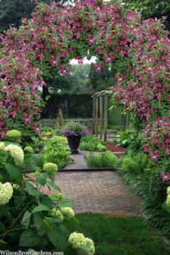 Etioile Rose Clematis - 1 Gallon Pot 11 Etioile Rose Clematis - 1 Gallon Pot -Flowers World Shop clematis texensis etoile rose 5