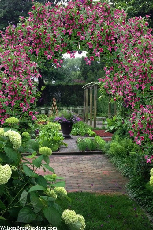 Etioile Rose Clematis - 1 Gallon Pot 6 Etioile Rose Clematis - 1 Gallon Pot - Image 4