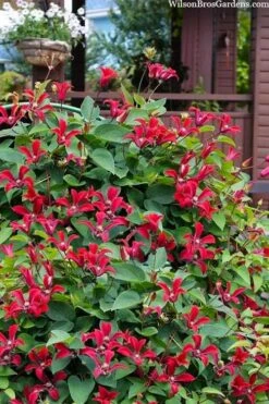 Gravetye Beauty Clematis - 1 Gallon Pot 12 Gravetye Beauty Clematis - 1 Gallon Pot -Flowers World Shop clematis texensis gravetye beauty 10