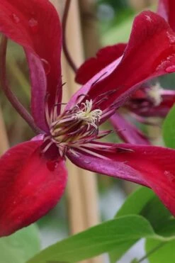 Gravetye Beauty Clematis - 1 Gallon Pot 16 Gravetye Beauty Clematis - 1 Gallon Pot -Flowers World Shop clematis texensis gravetye beauty 6