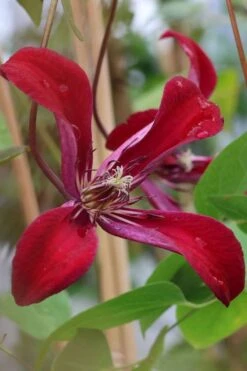 Gravetye Beauty Clematis - 1 Gallon Pot 15 Gravetye Beauty Clematis - 1 Gallon Pot -Flowers World Shop clematis texensis gravetye beauty 7