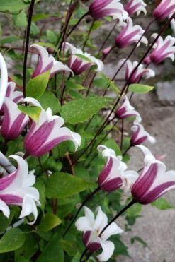 Princess Kate Clematis - 1 Gallon Pot -Flowers World Shop clematis texensis princess kate 11