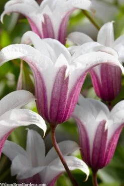 Princess Kate Clematis - 1 Gallon Pot -Flowers World Shop clematis texensis princess kate 23