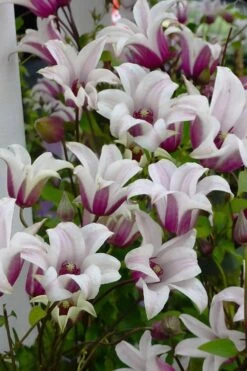 Princess Kate Clematis - 1 Gallon Pot -Flowers World Shop clematis texensis princess kate 4