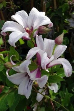 Princess Kate Clematis - 1 Gallon Pot -Flowers World Shop clematis texensis princess kate 5