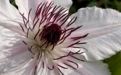The Countess Of Wessex Clematis - 1 Gallon Pot -Flowers World Shop clematis the countess of wessex 1
