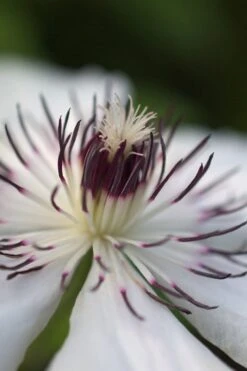 The Countess Of Wessex Clematis - 1 Gallon Pot -Flowers World Shop clematis the countess of wessex 4