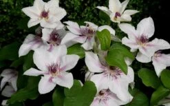 The Countess Of Wessex Clematis - 1 Gallon Pot -Flowers World Shop clematis the countess of wessex 5