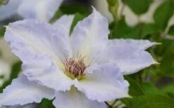 Tranquilite Clematis - 1 Gallon Pot -Flowers World Shop clematis tranquilete 1