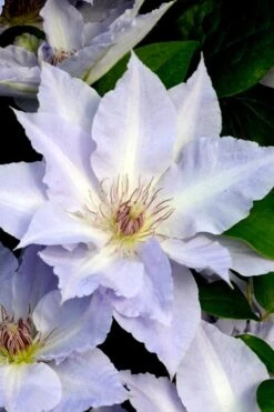 Tranquilite Clematis - 1 Gallon Pot -Flowers World Shop clematis tranquilete 3