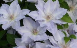 Tranquilite Clematis - 1 Gallon Pot -Flowers World Shop clematis tranquilete 4