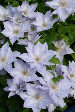 Tranquilite Clematis - 1 Gallon Pot -Flowers World Shop clematis tranquilite 11
