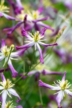 Rubromarginata Fragrant Clematis - 1 Gallon Pot -Flowers World Shop clematis triternata rubromarginata 1