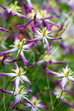 Rubromarginata Fragrant Clematis - 1 Gallon Pot -Flowers World Shop clematis triternata rubromarginata 2