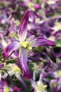 Rubromarginata Fragrant Clematis - 1 Gallon Pot -Flowers World Shop clematis triternata rubromarginata 5