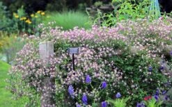 Rubromarginata Fragrant Clematis - 1 Gallon Pot -Flowers World Shop clematis triternata rubromarginata 6