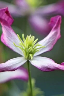 Rubromarginata Fragrant Clematis - 1 Gallon Pot -Flowers World Shop clematis triternata rubromarginata 7