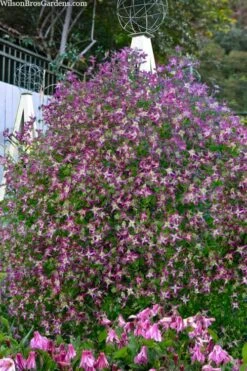 Rubromarginata Fragrant Clematis - 1 Gallon Pot -Flowers World Shop clematis triternata rubromarginata 8
