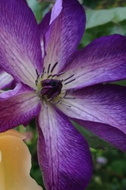 Venosa Violacea Clematis - 1 Gallon Pot 19 Venosa Violacea Clematis - 1 Gallon Pot -Flowers World Shop clematis venosa violacea 10