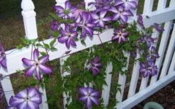 Venosa Violacea Clematis - 1 Gallon Pot 18 Venosa Violacea Clematis - 1 Gallon Pot -Flowers World Shop clematis venosa violacea 4