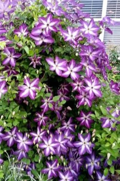 Venosa Violacea Clematis - 1 Gallon Pot 21 Venosa Violacea Clematis - 1 Gallon Pot -Flowers World Shop clematis venosa violacea 5