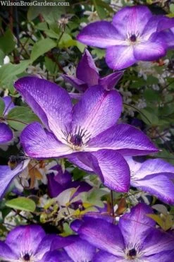 Venosa Violacea Clematis - 1 Gallon Pot 15 Venosa Violacea Clematis - 1 Gallon Pot -Flowers World Shop clematis venosa violacea 7