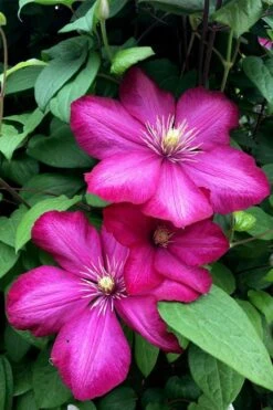 Ville De Lyon Clematis - 1 Gallon Pot -Flowers World Shop clematis ville de lyon 13