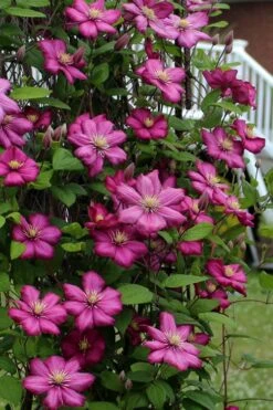 Ville De Lyon Clematis - 1 Gallon Pot -Flowers World Shop clematis ville de lyon 2