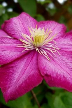 Ville De Lyon Clematis - 1 Gallon Pot -Flowers World Shop clematis ville de lyon 3