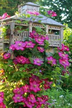 Ville De Lyon Clematis - 1 Gallon Pot -Flowers World Shop clematis ville de lyon 7