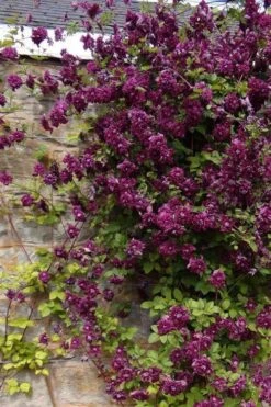 Purpurea Plena Elegans Clematis - 1 Gallon Pot -Flowers World Shop clematis viticella purpurea plena elegans 1