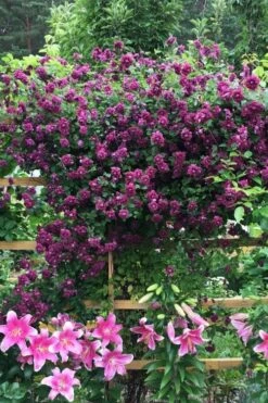 Purpurea Plena Elegans Clematis - 1 Gallon Pot -Flowers World Shop clematis viticella purpurea plena elegans 3