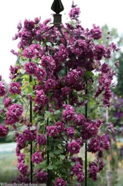 Purpurea Plena Elegans Clematis - 1 Gallon Pot -Flowers World Shop clematis viticella purpurea plena elegans 6
