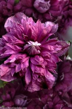Purpurea Plena Elegans Clematis - 1 Gallon Pot -Flowers World Shop clematis viticella purpurea plena elegans 8