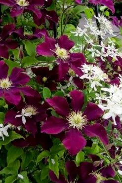 Warsaw Nike Clematis - 1 Gallon Pot -Flowers World Shop clematis warsaw nike 11